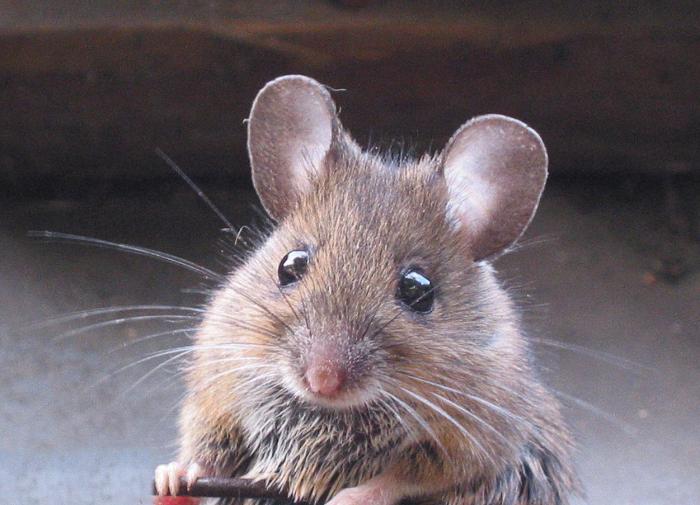 Ученые создали химерную мышь с мозгом крысы
