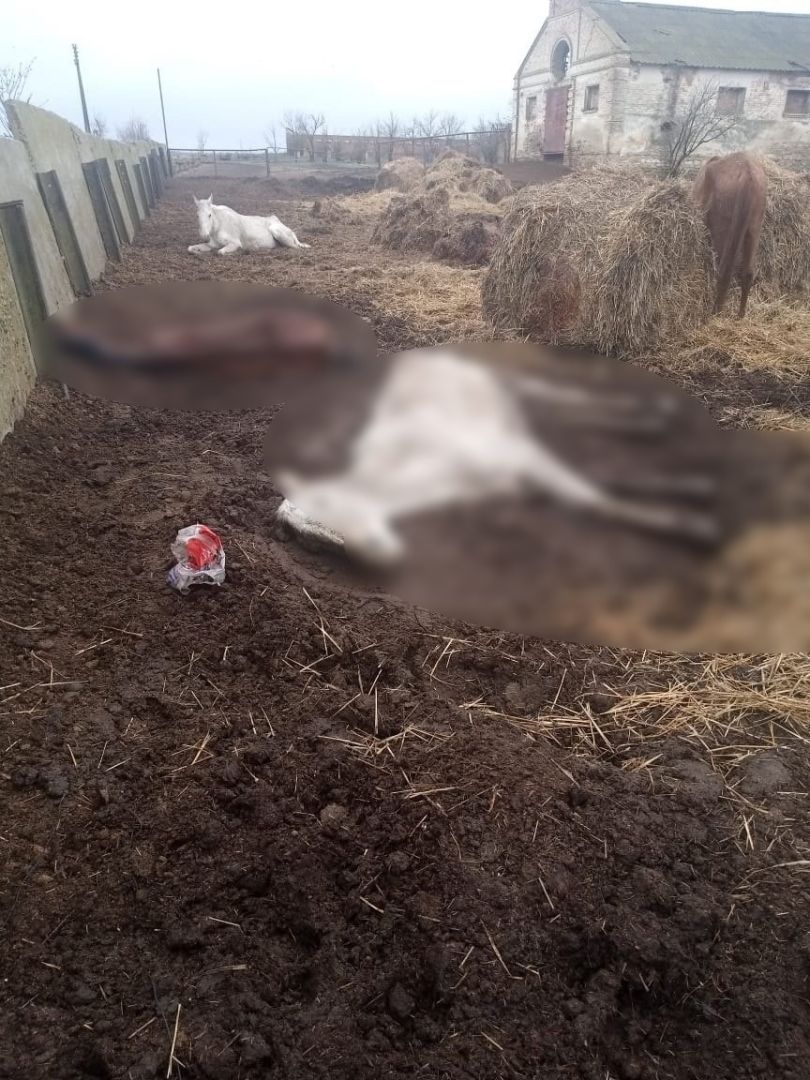 Десятки лошадей погибли от голода на конном заводе в Ставропольском крае
